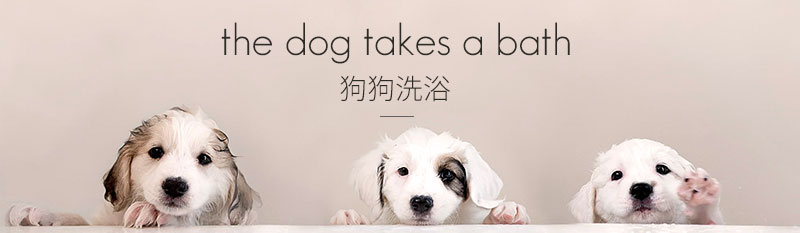 狗